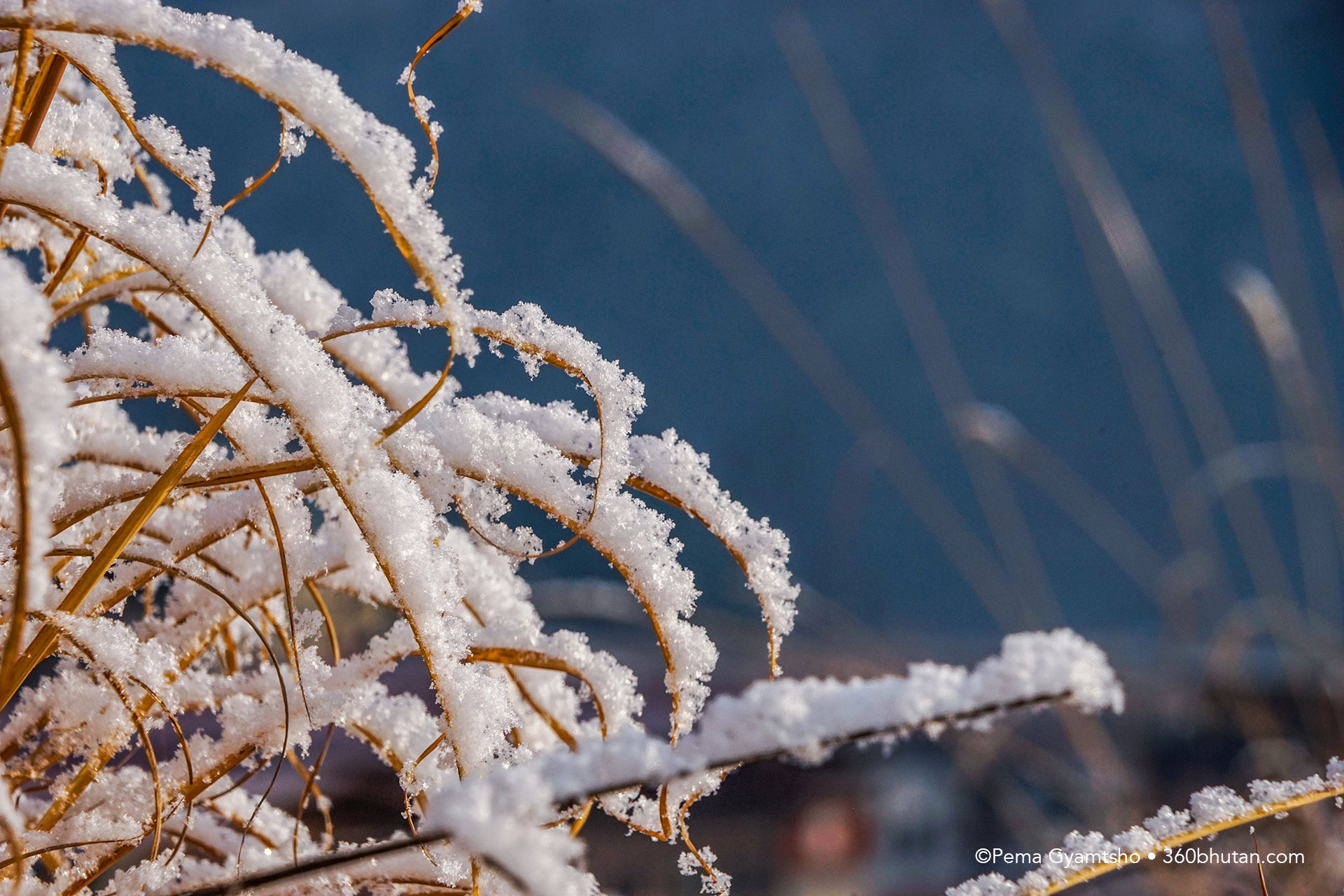 The white flakes beautifully glowed against the bright morning sunlight.