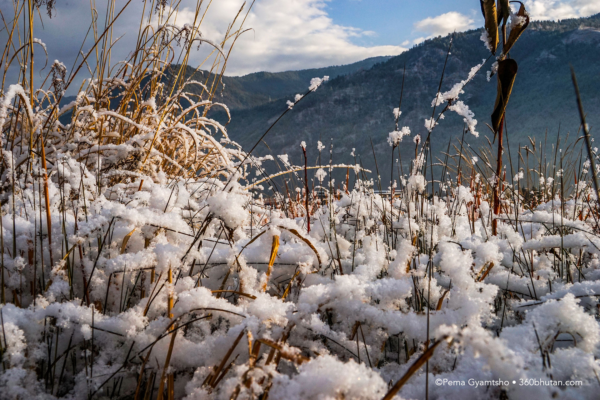 The grass blades were able to easily hold those light white flakes.