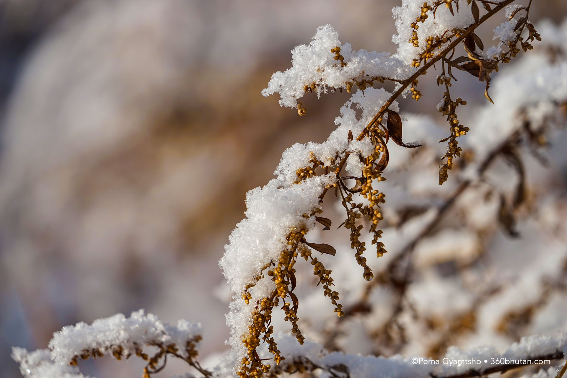 Nature teaches great lesson of interdependence. Dry artemisia plants holds snow on branches.