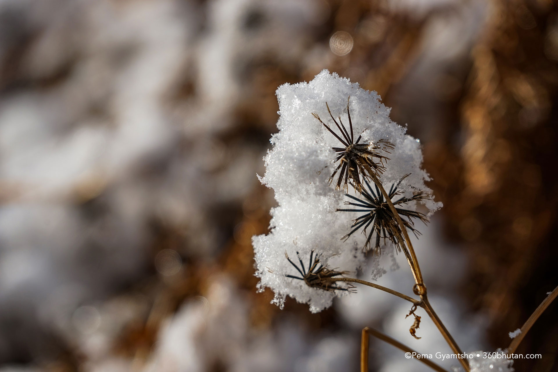 Snow on bidens. It would only be few minutes before those white sheets disappear.