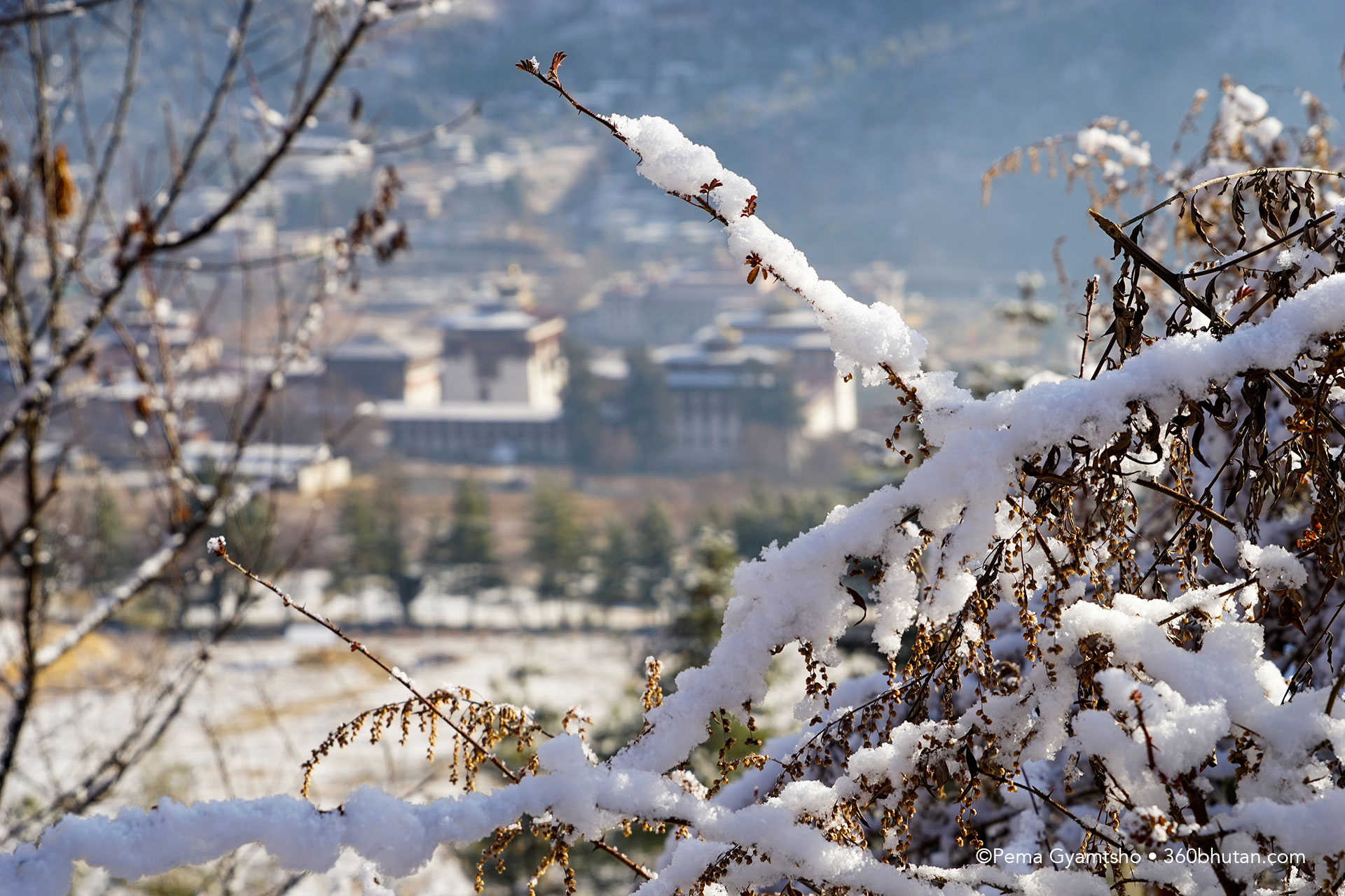 When wide scenes in the background had less snow, I narrowed to beautiful foregrounds which displayed combination of dry plants and fresh snow!