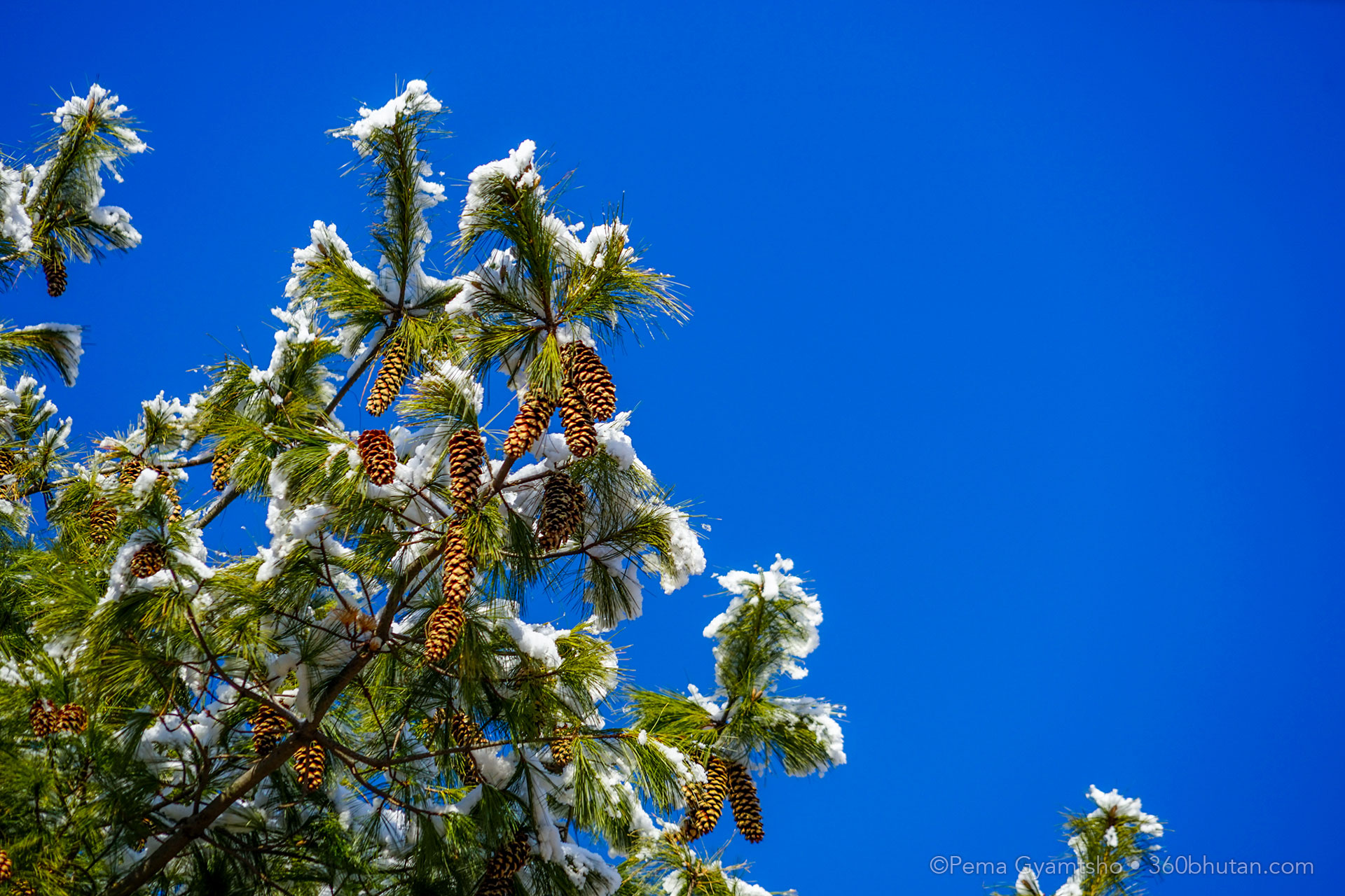 The blue-pine looked more beautiful and decorated than ever!