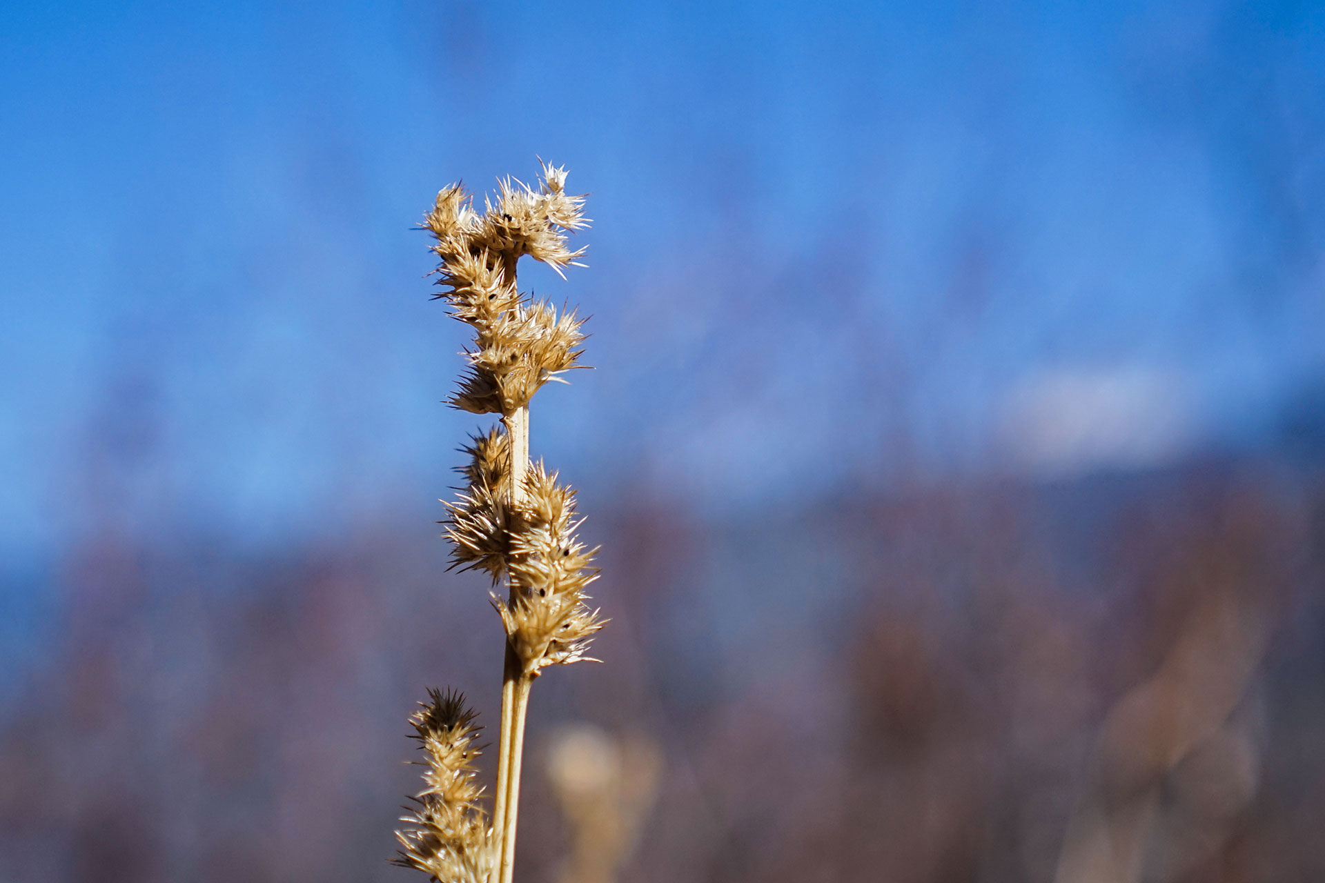 It bears its own beauty. If we have the sense of appreciation, we get to enjoy beauty little things.