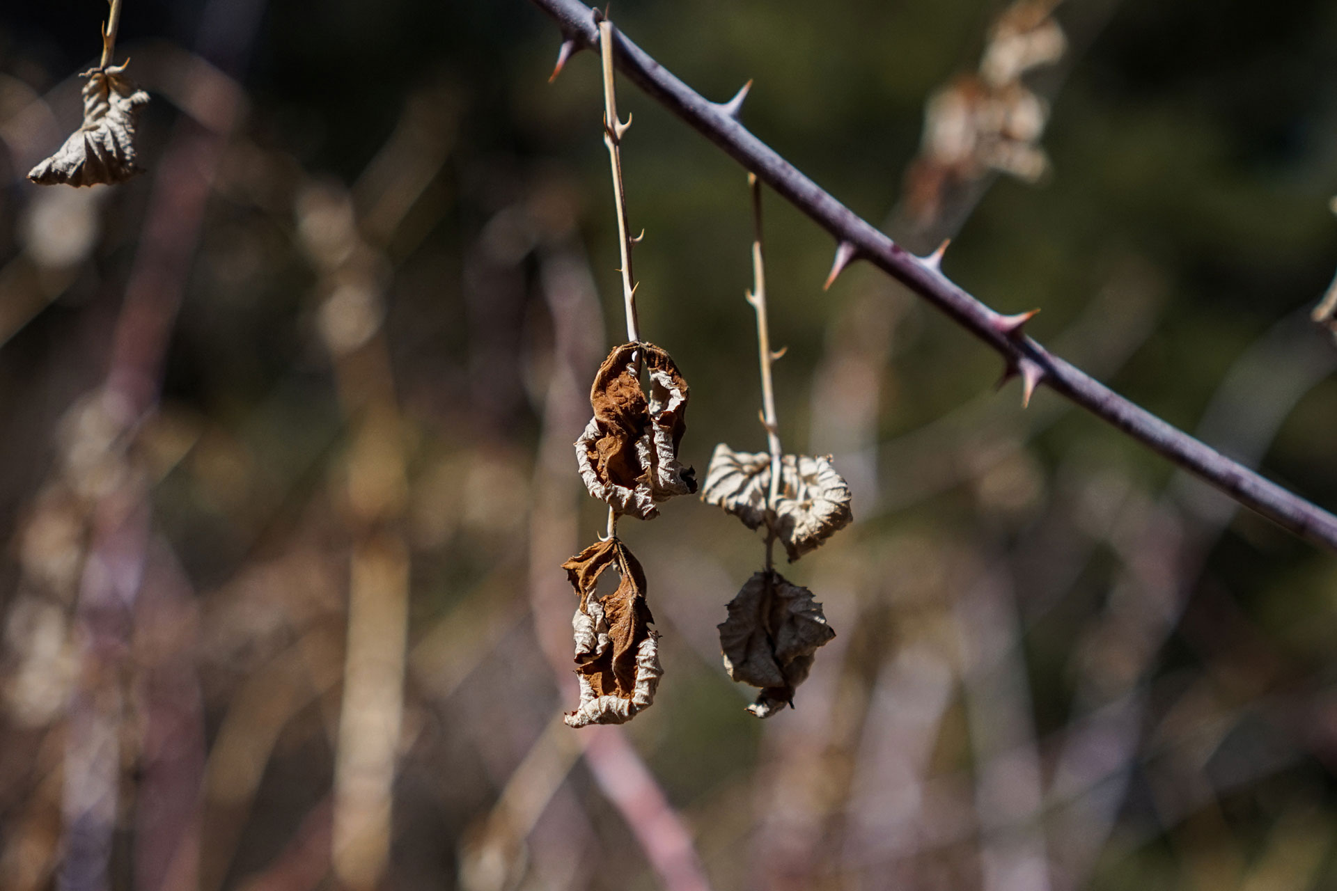 Dry leaves hang from the main branch