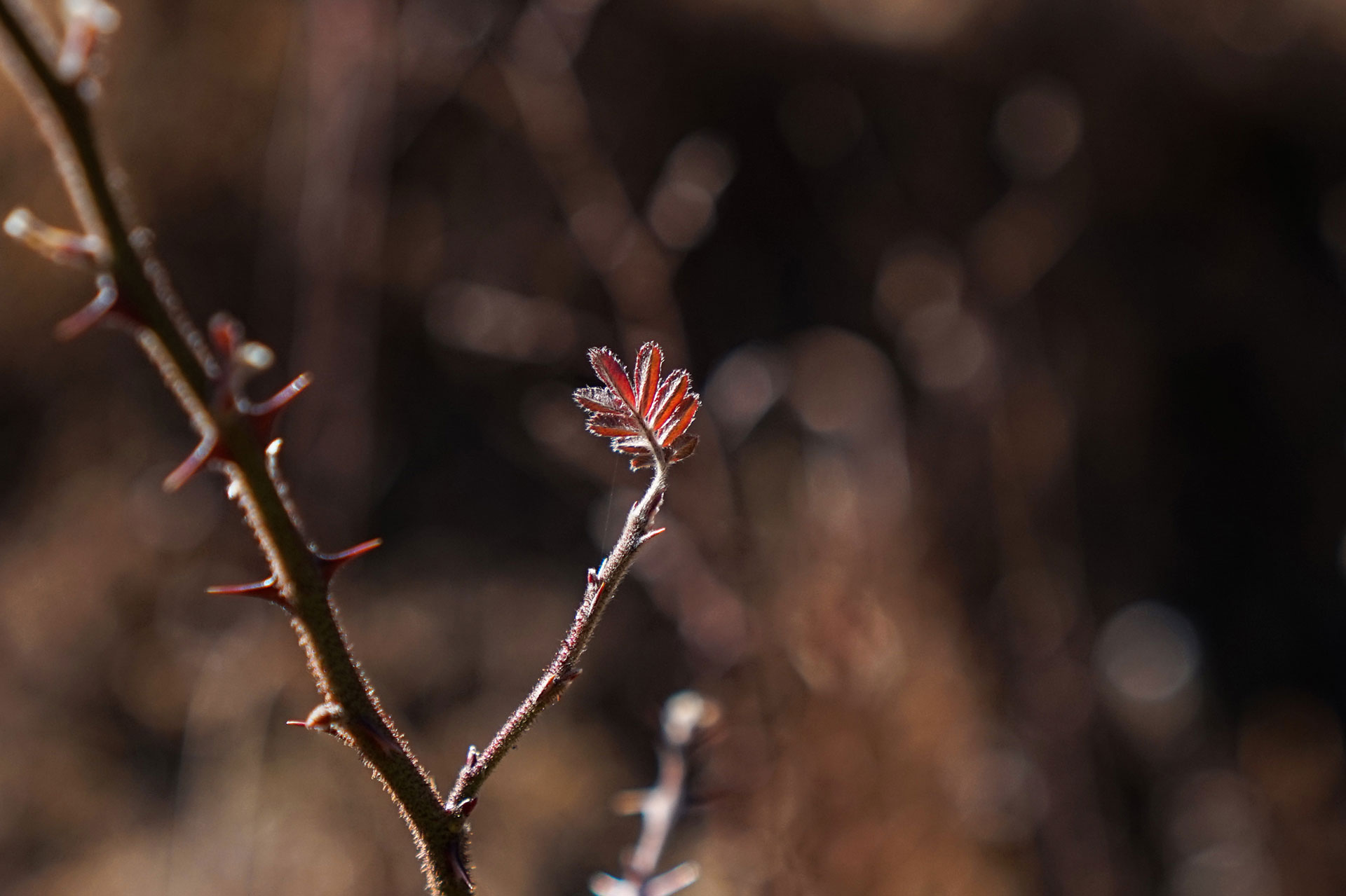 The surviving leaves